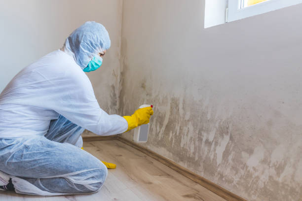Licensed Mold Testing service in Chesapeake, VA - WQB Mold Removal